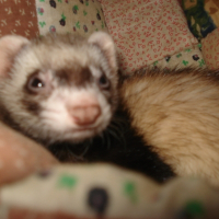 Photo de profil de Anis