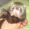 Photo de Aloha, Furet
