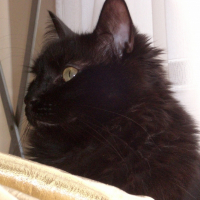 Photo de profil de Corto