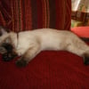 Photo de Clochette