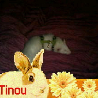 Photo de profil de Tinou