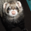 Photo de Laounie, Furet