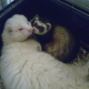 Photo de Bella et blanco 