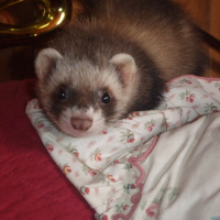 Photo de profil de Zoé