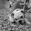 Photo de Pantouf, Bulldog Anglais