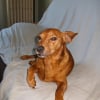 Photo de Miroir, Pinscher
