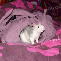 Photo de profil de Ben