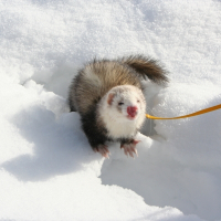 Photo de profil de Chaussette