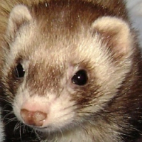 Photo de profil de Furet