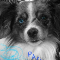 Photo de profil de Pacha
