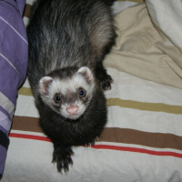 Photo de profil de Gizmo