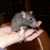 Photo de Kali