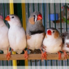 Photo de Tous mes oiseaux !