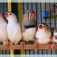 Photo de profil de Tous mes oiseaux !