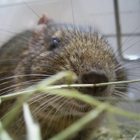 Photo de profil de Pepper pote junior