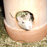 Photo de profil de Melis