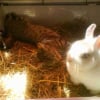Photo de Panpan