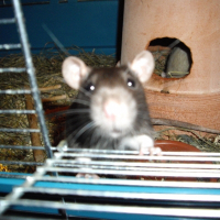 Photo de profil de Comète