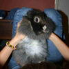 Photo de Noiraude