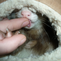 Photo de profil de Mescal