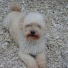 Photo de Pilou