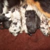 Photo de Chiots
