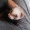 Photo de Dena, Furet