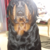 Photo de Tyson