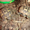 Photo de Paquita paquito et pupuce