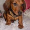 Photo de Snoopy
