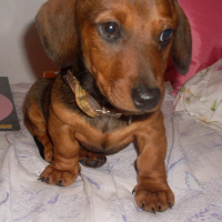 Photo de profil de Snoopy