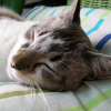 Photo de Oggy