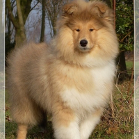 Photo de profil de Envie de toi du bois des amazones dite 
