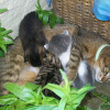 Photo de Dora 