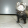 Photo de Pétra