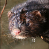 Photo de Ziyan, Furet