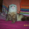 Photo de Boris