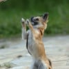 Photo de Kalinka