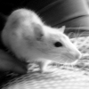 Photo de Filou