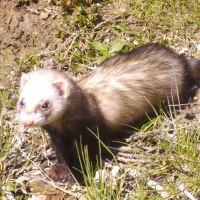 Photo de profil de Pepite