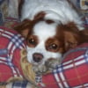 Photo de Una, Cavalier King Charles Spaniel