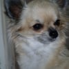Photo de Cannelle