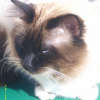 Photo de Calypso