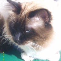 Photo de profil de Calypso