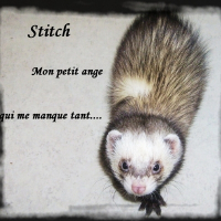 Photo de profil de Stitch
