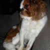Photo de Snopy, King Charles Spaniel