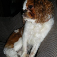 Photo de profil de Snopy