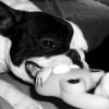 Photo de Booba