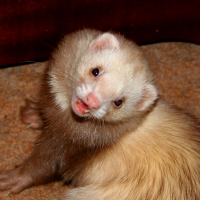 Photo de profil de Isabelle