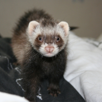 Photo de profil de Bella